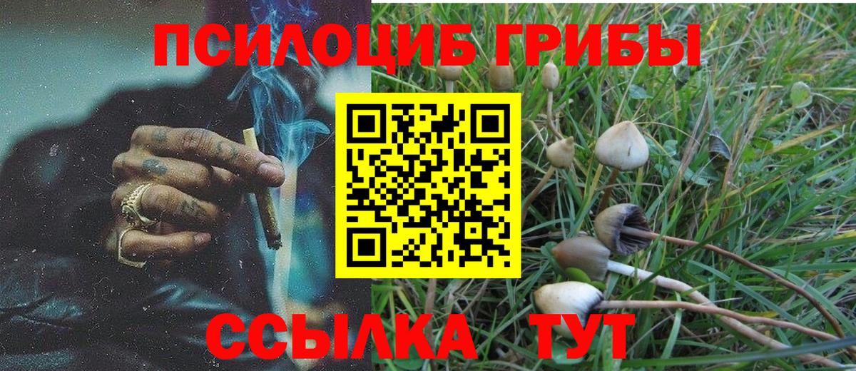 Псилоцибиновые грибы Psilocybe Воскресенск