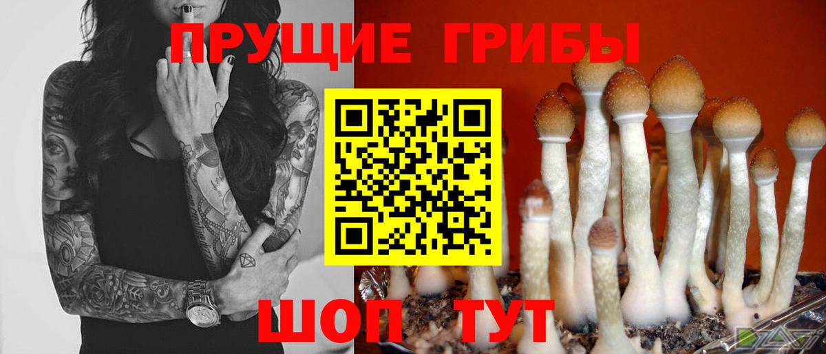 Псилоцибиновые грибы прущие грибы  Воскресенск  Псилоцибиновые грибы Psilocybe 